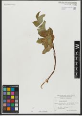 Foto von Salix hastata L.